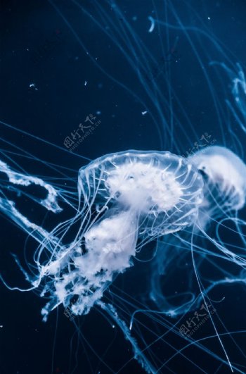 水母海蜇蓝色梦幻