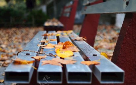 秋天长凳上的落叶