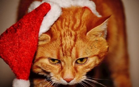 戴着圣诞帽的虎斑猫