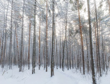 雪景