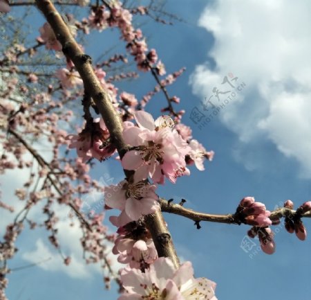 春季桃花朵朵开