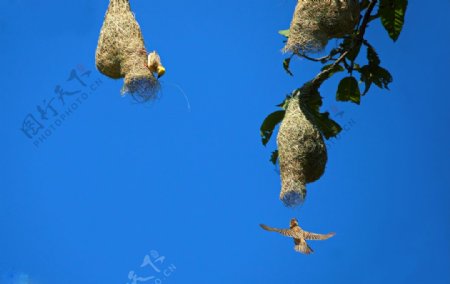 双蜂鸟巢