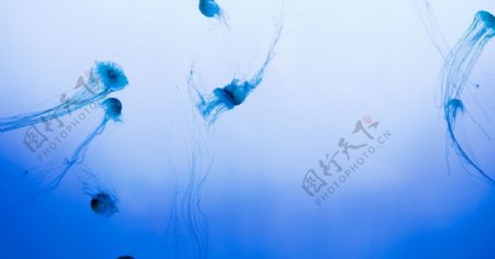 水母海蜇游荡
