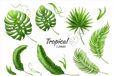 绿色热带植物树叶矢量素材