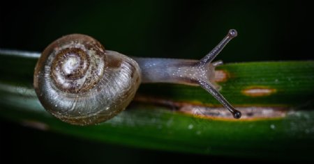 蜗牛微距