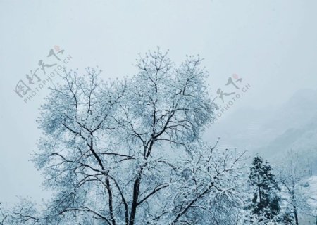 雪中飘摇的树