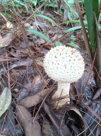 野外蘑菇