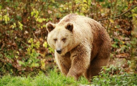 棕熊灰熊狗熊