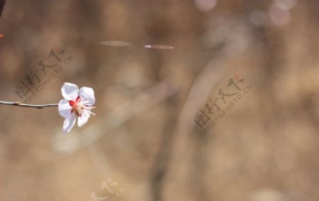 春夏植物杏花