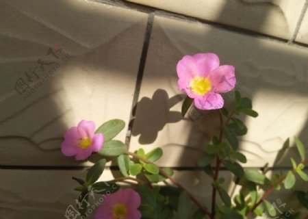 粉色单瓣太阳花