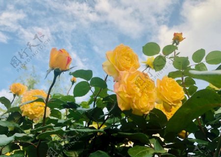 月季黄玫瑰