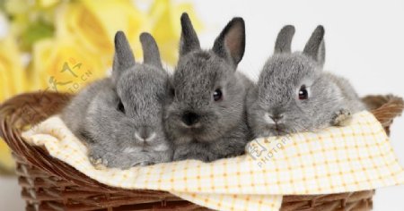 三只可爱兔子照片