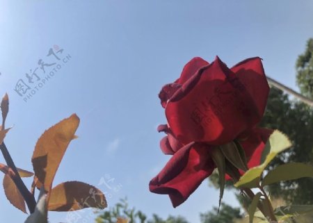 凋零的红色玫瑰花