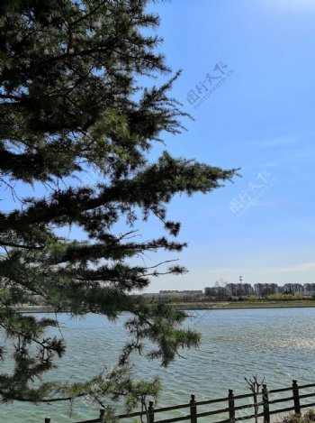 蓝天松树河边道路栏杆风景