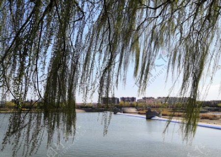柳树河边户外白沙河风景