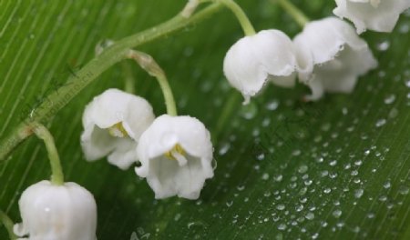 白色的铃兰花