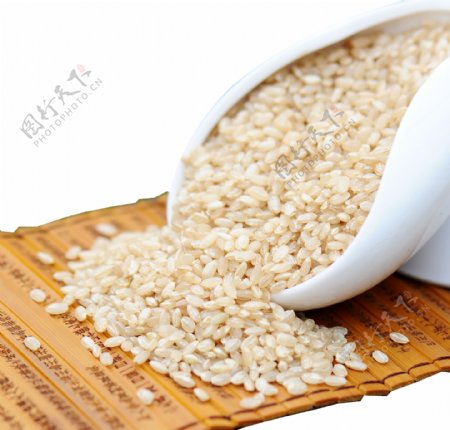 小米小麦食物食材植物素材