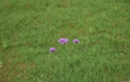 三朵紫花