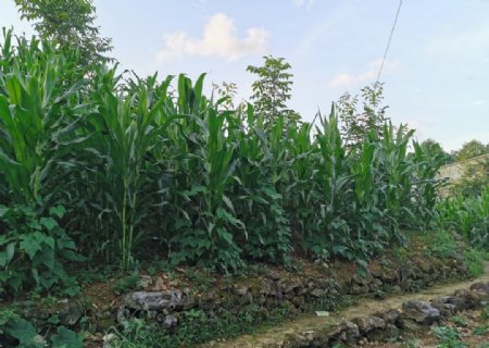 玉米农业