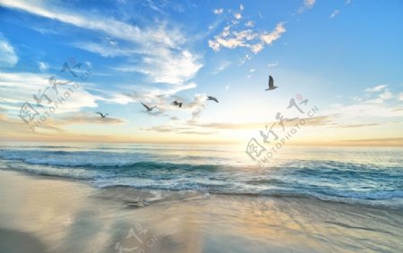 海水海岸沙滩海鸟