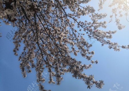 蓝天与开花的树木