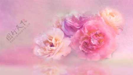 粉色的花背景图片素材