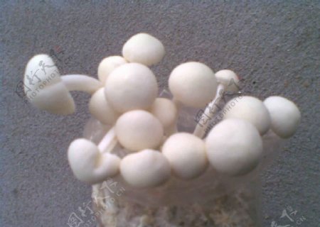 白茶树菇