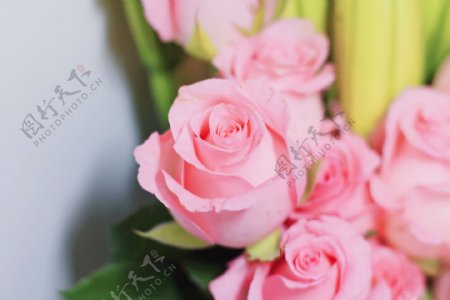 粉色玫瑰花鲜花摄影图