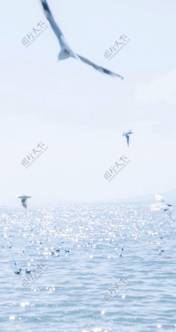 海鸥湖景