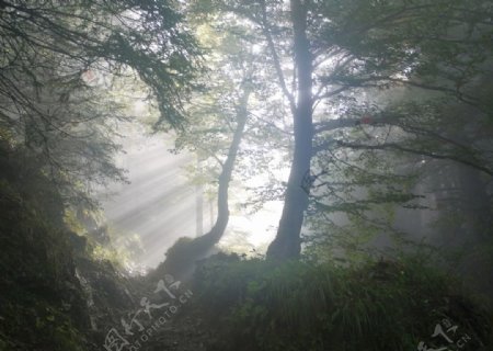 晨光雾霭树林