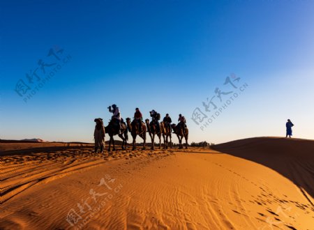 骆驼沙漠行走