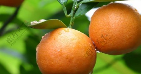 橘子柑子
