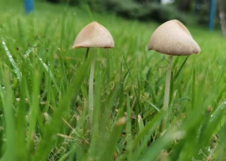 两棵小蘑菇