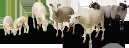 羊群动物自然生态合成海报素材