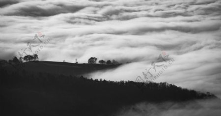 山坡云海云雾树木风景图片