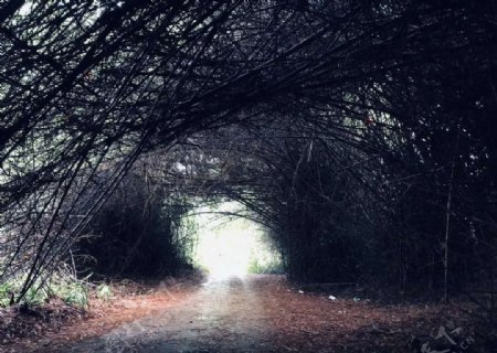 奇妙的植物隧道