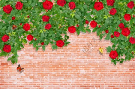 砖墙玫瑰
