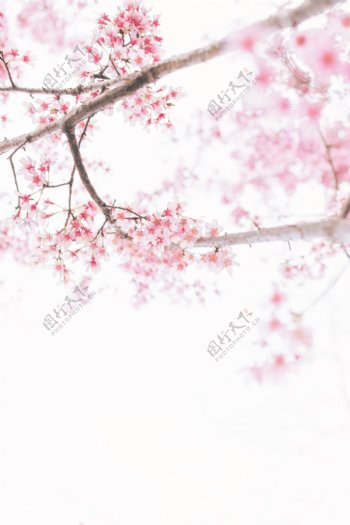 日本富士山樱花绽放粉色迎春观光