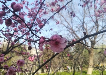 春天桃花风景照