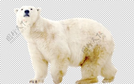 白色毛发动物北极熊