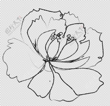手绘植物花卉图片