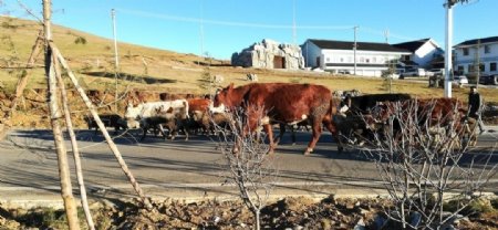 公路上的牛群