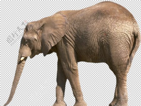 自然动物大象图片