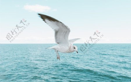 海洋海鸥自然生态背景素材图片
