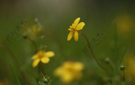 黄色野花图片