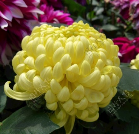 黄色菊花鲜花图片