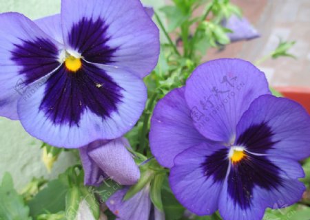 紫丁香图片