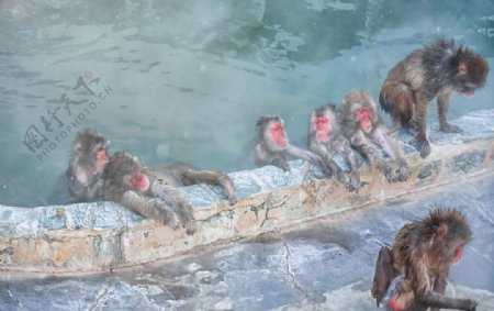 猴子温泉图片