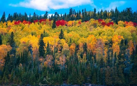 秋天的七彩森林图片