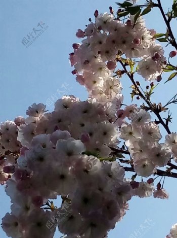 樱花白色美景园林绿植图片